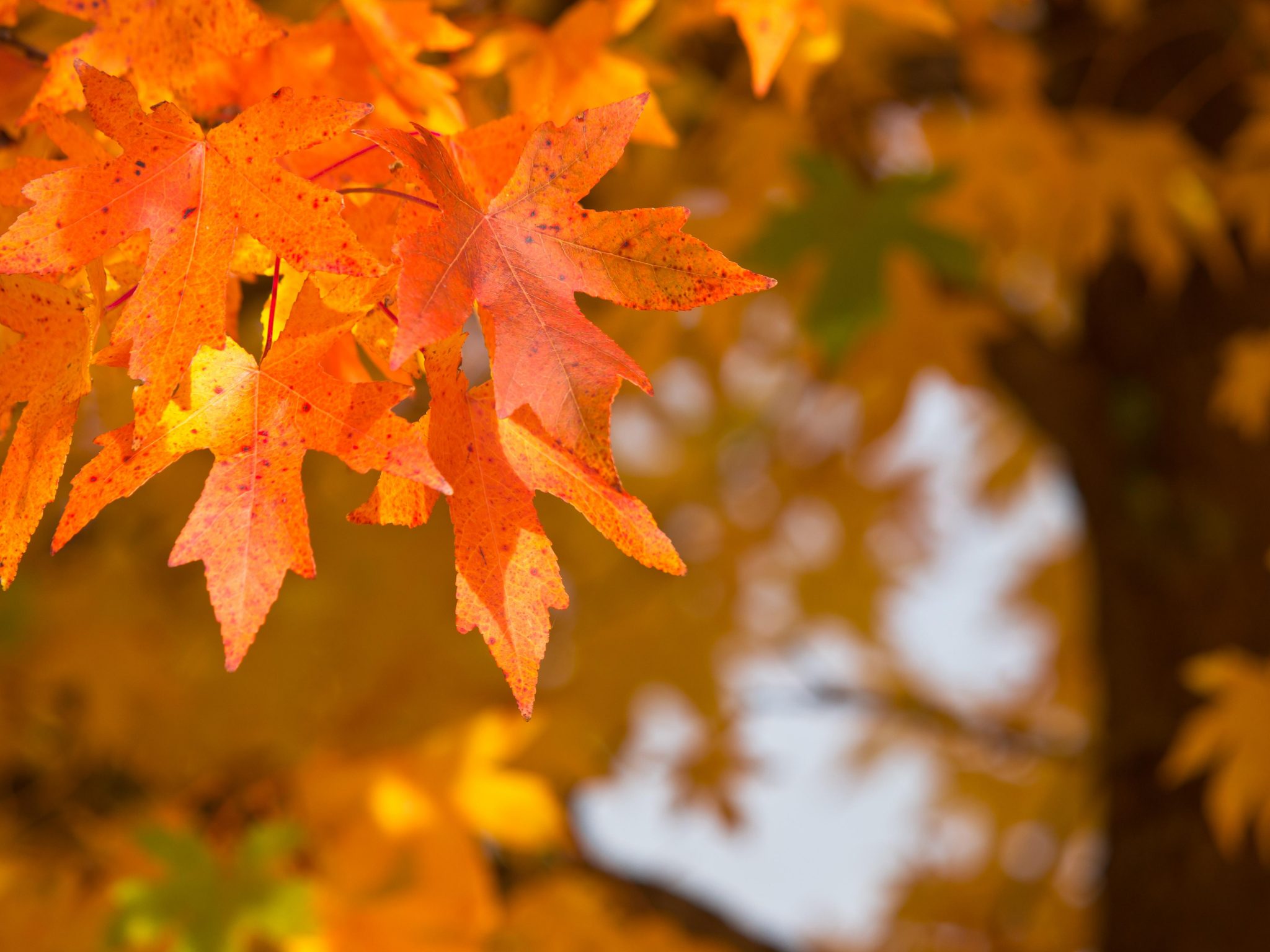 Why autumn is the time to treat varicose veins